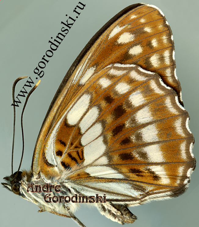 http://www.gorodinski.ru/nymphalidae/Limenitis disjuncta.jpg